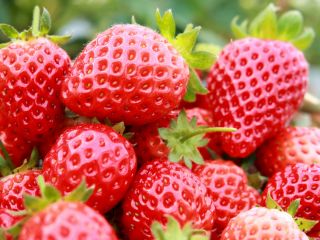 甘くて美味しいイチゴがいっぱい♪