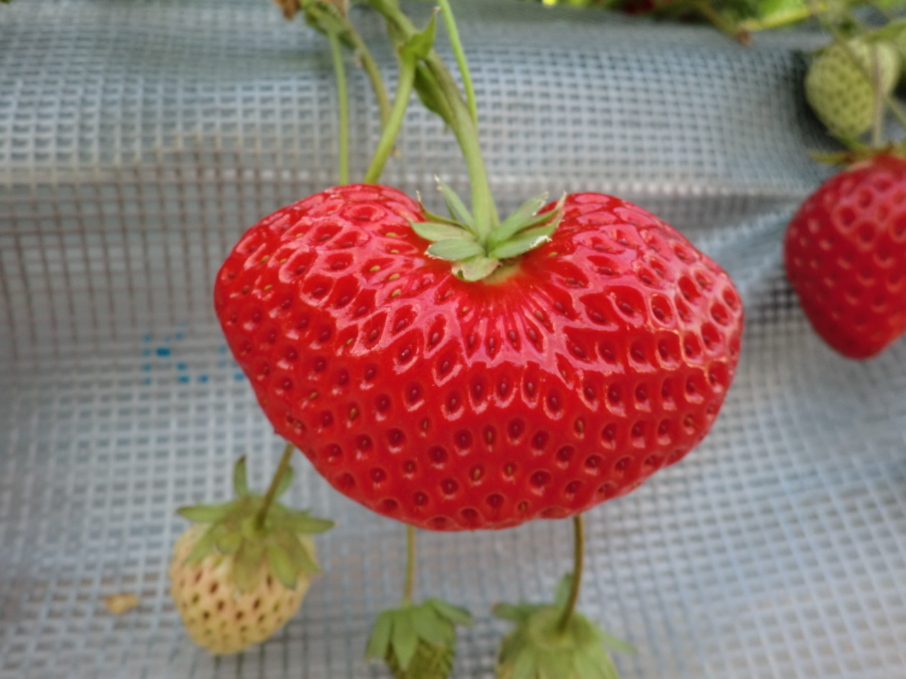 �n�[�g�^�̃C�`�S�����邩���E�E�E�E