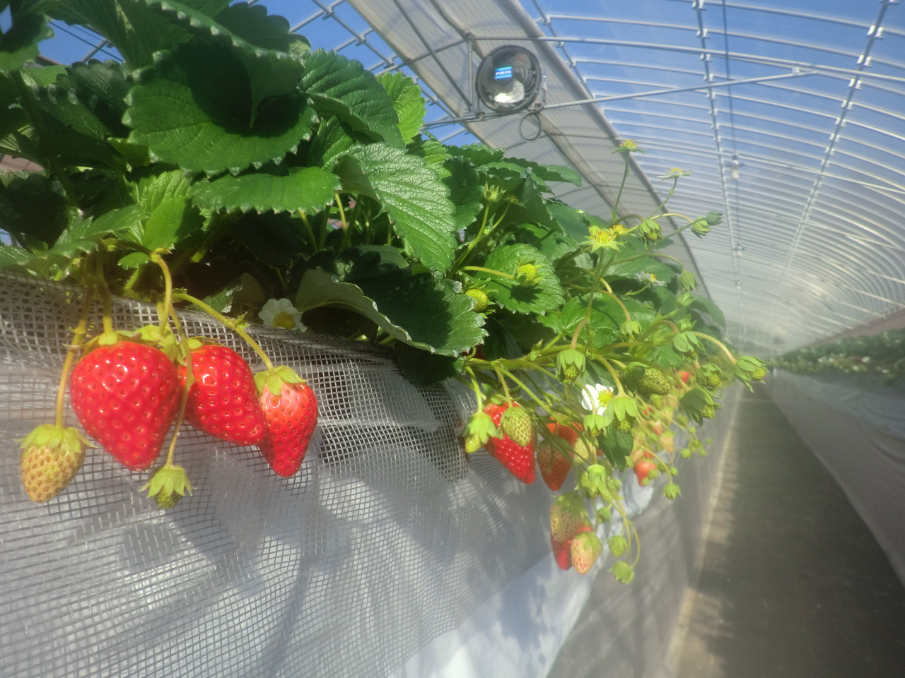 �ʘH���L�����Y��Ȃ̂ŁA�x�r�[�J�[��Ԉ֎q�ł��\���y���ނ��Ƃ��ł��܂��B