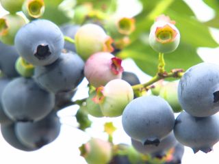 25種類 750本のブルーベリーを育てています。農薬は一切使っていません。