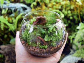 <シダボウル>ボウルタイプのテラリウム