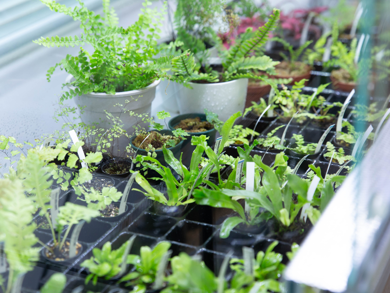 小さく仕立てたシダ植物を選んでメインプランツとして配置