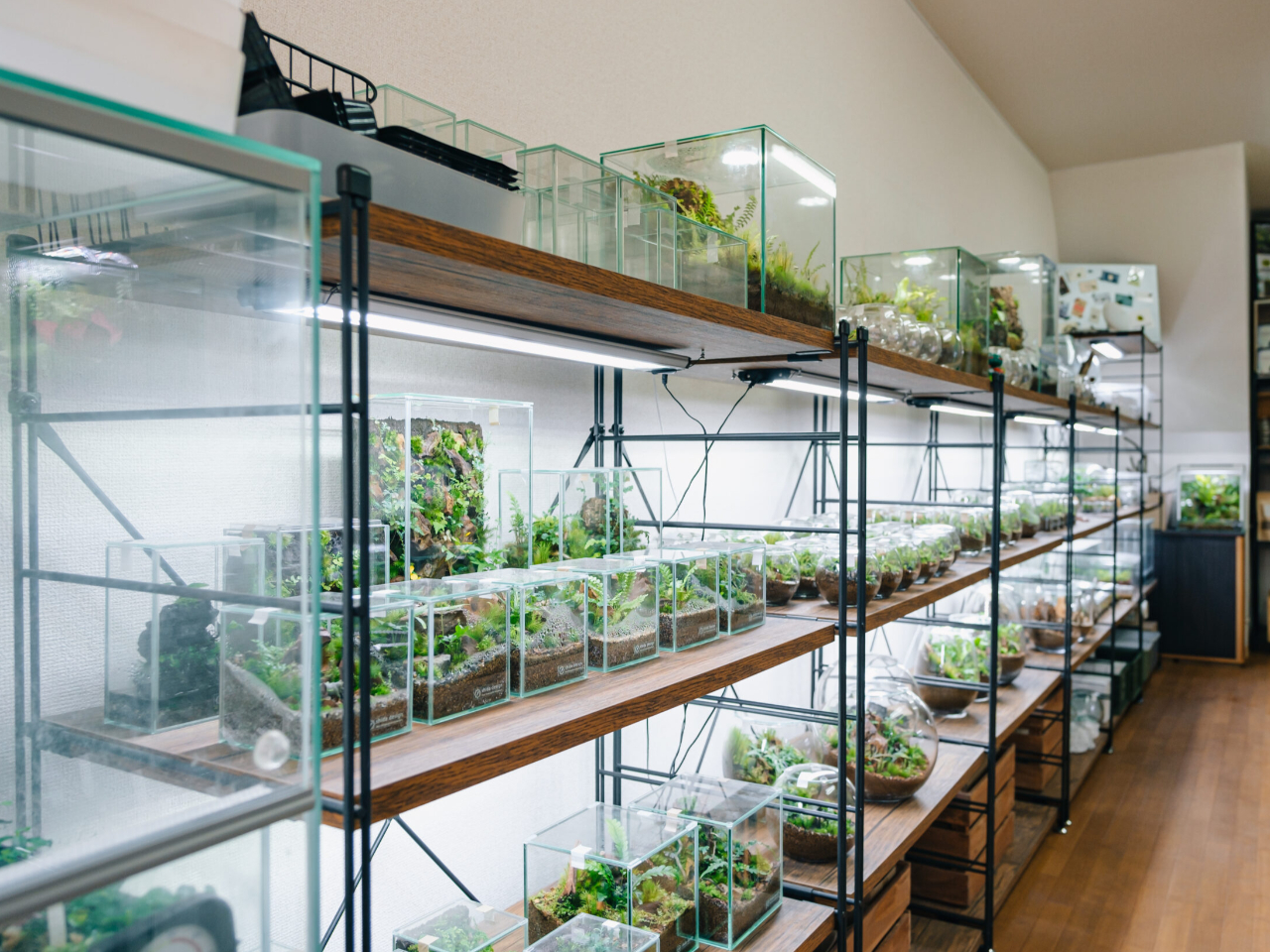 シダ植物とテラリウムの専門店