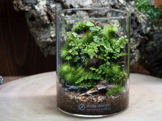 <シダシリンダー>シリンダータイプのテラリウム