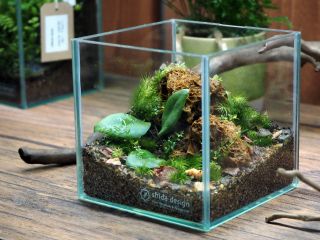 <シダキューブ>キューブタイプのテラリウム