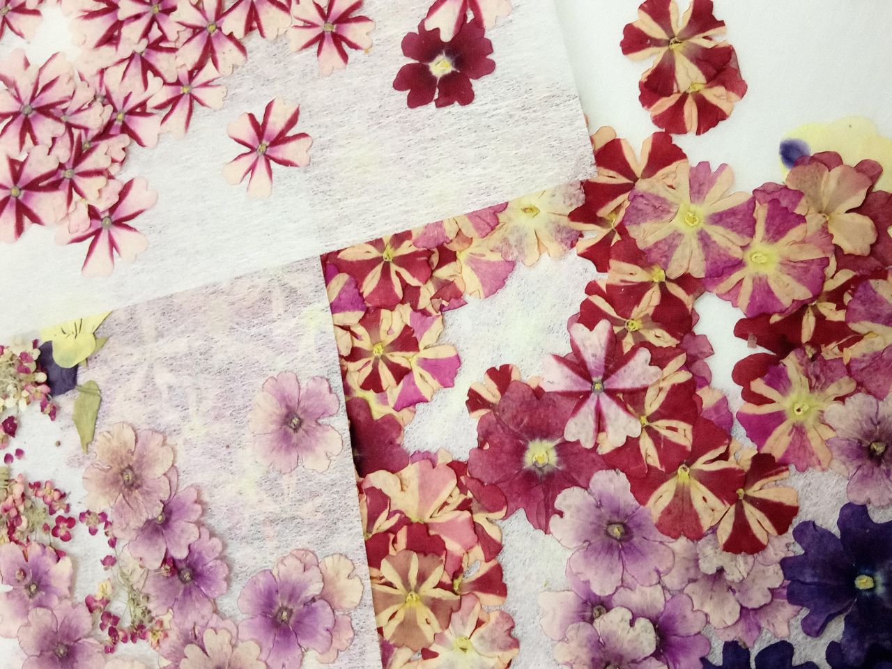 Ԃ͋G߂̏Ԃgp܂̂ŁA̎ʐ^̉ԂɌ܂