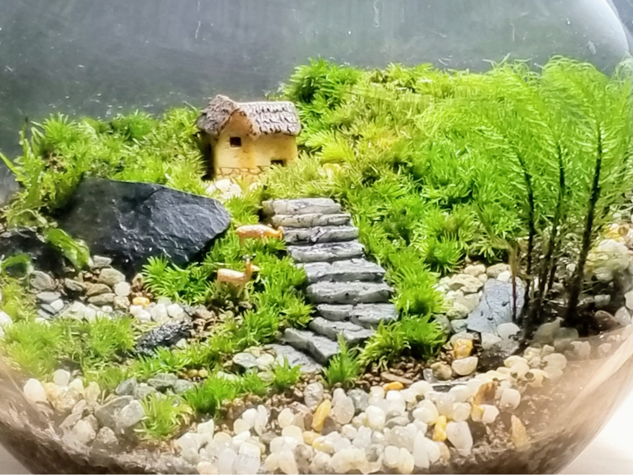 当教室では、コケを長持ちさせるために、すべての容器ににフタを付けております。