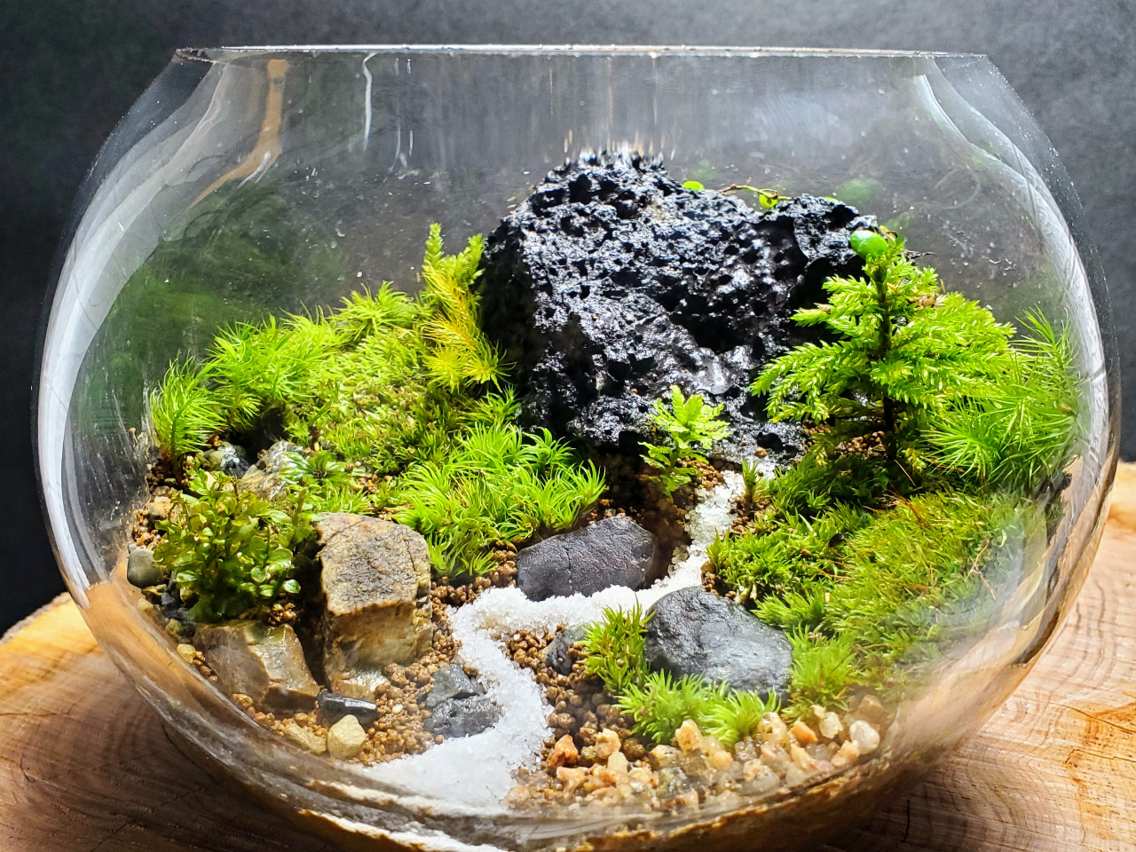 当教室では、コケを長持ちさせるために、すべての容器にフタが付いております。