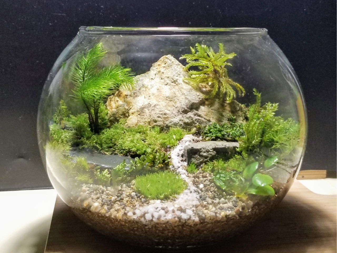 当教室では、コケを長持ちさせるために、すべての容器にフタが付いております。