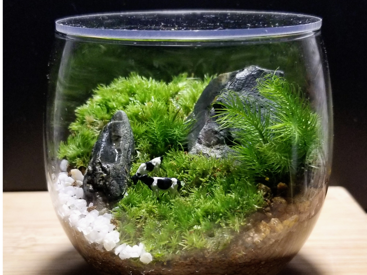 当教室では、コケを長持ちさせるために、すべての容器にフタをお付けしております。