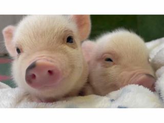 マイクロブタ専門店の鎌倉PIGPARKでは、子供から大人までたくさんのぶたさんが待っています。かわいいぶたさんに癒され、心温まるひとときを過ごしませんか。