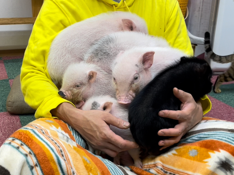 もりもりのぶたさん