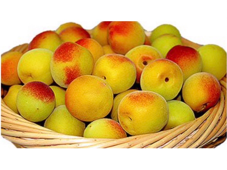 紀州和歌山｜梅ジュース or 梅酒 or 梅ジャムづくり体験＆お土産付き