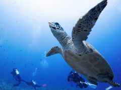 アモアナとはAMOが光の煌きMOANAが海洋というハワイ語の意味があります!