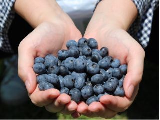 採れたてのブルーベリーを贅沢に 時間無制限、食べ放題!
