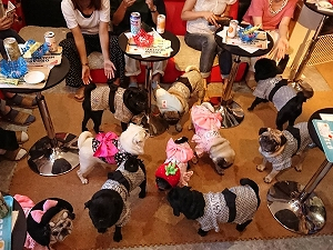 パグたちに囲まれた癒しの空間…♪