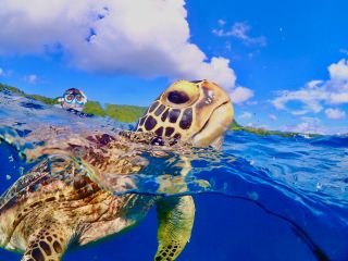 ウミガメも、人間と同じ肺呼吸なんです!水面に上がってきて息継ぎします。