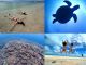 幻の島上陸&ウミガメ&サンゴWシュノーケリングコース 1日満足プラン!