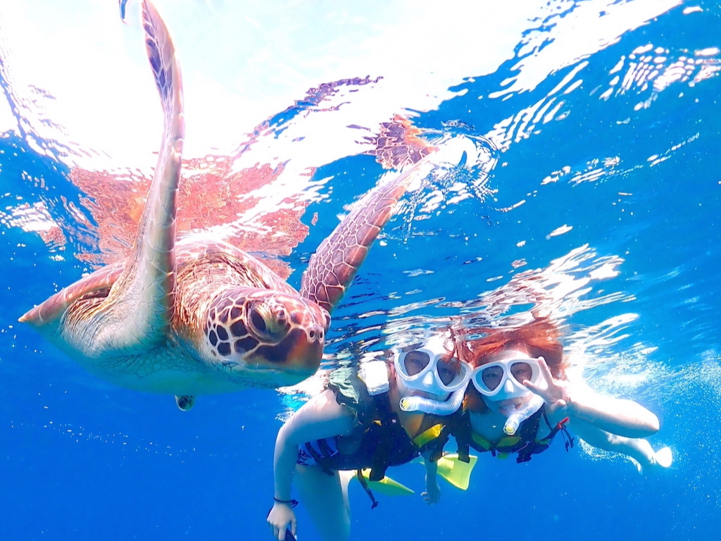 ウミガメとこんなに近くで写真が撮れるかも!!