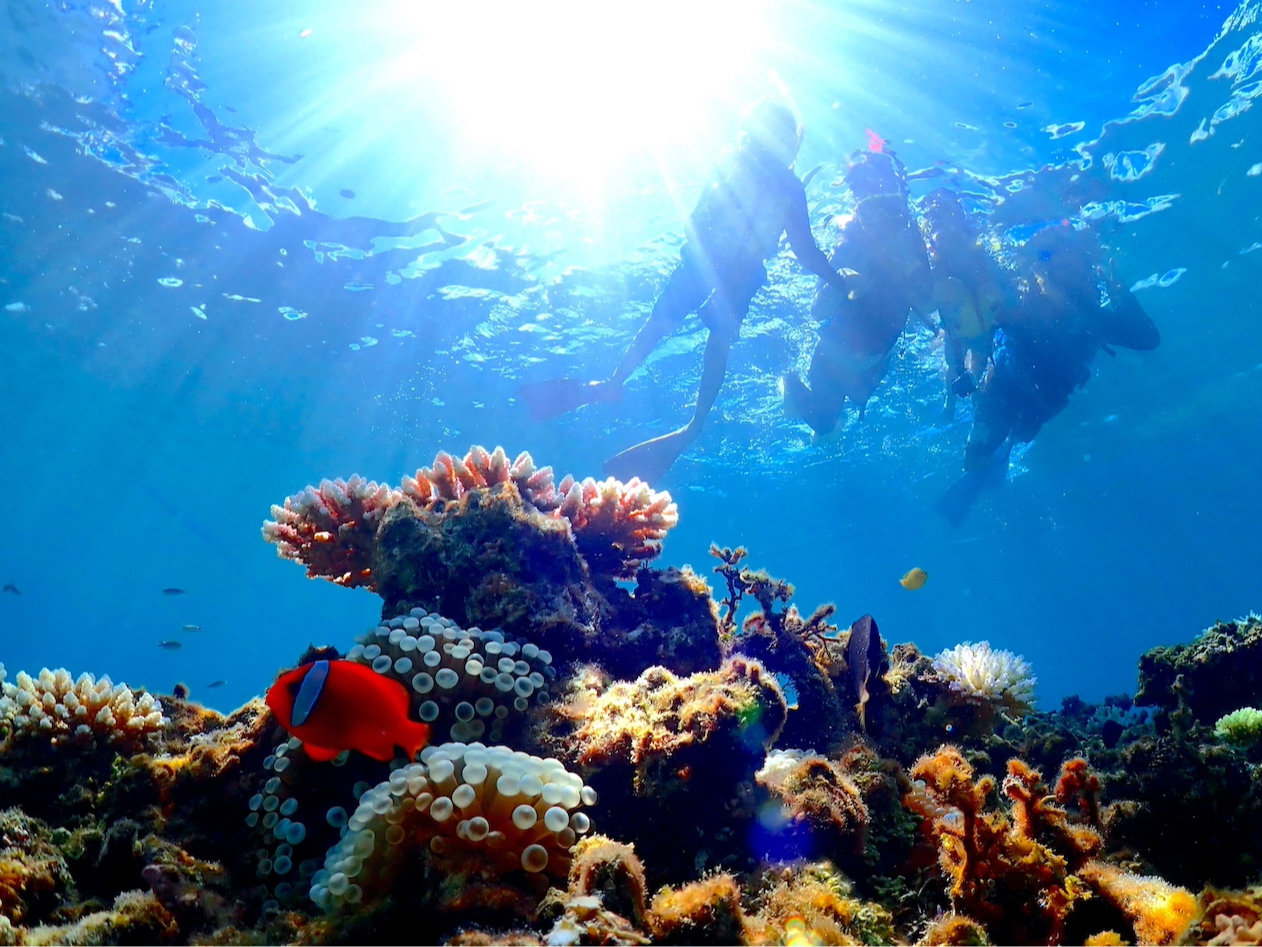 大人気クマノミとの撮影もバッチリ!