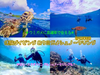PM半日コース・体験ダイビング1本+ウミガメシュノーケリング