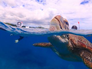 ウミガメの息継ぎシーン♪こんなにも近くで見れたら感動間違いなし!