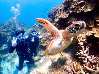 ダイビングでウミガメに会えると距離が近い♪