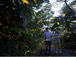 ホタルのイルミネーション☆