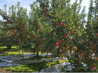 甘さと酸味が絶妙のシナノドルチェ!!