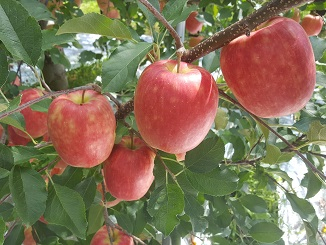 ʏ`Ղ̑ʂ̂񂲂ȂĂ܂