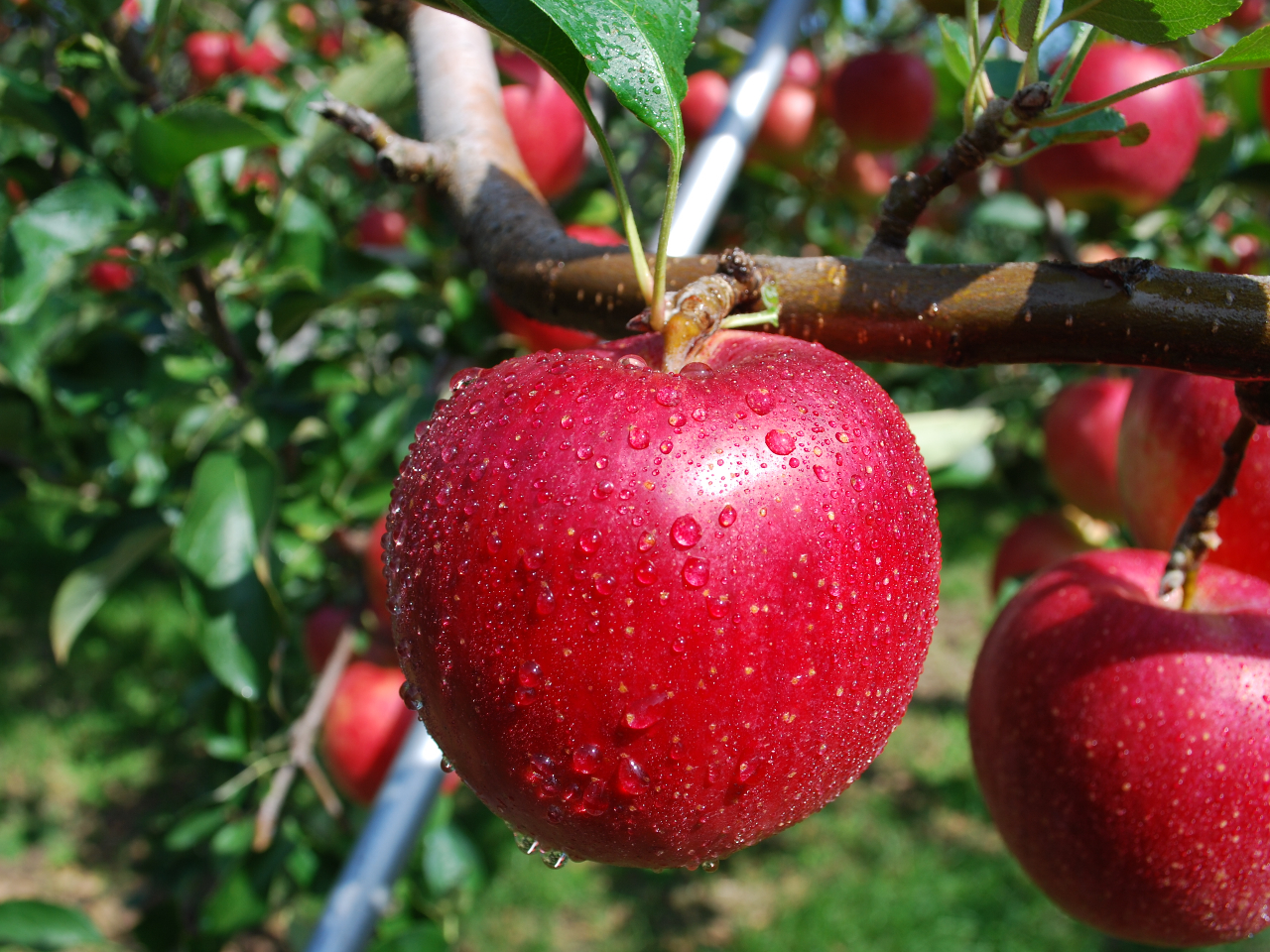 VimXC[gEHfEVimS[hETӂނςł