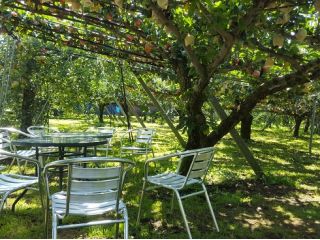 梨畑の雰囲気です!!