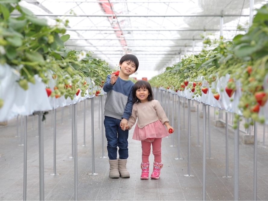 【山形県東根市】<60分いちご狩り>2022年OPEN!練乳付き♪バリアフリーで...