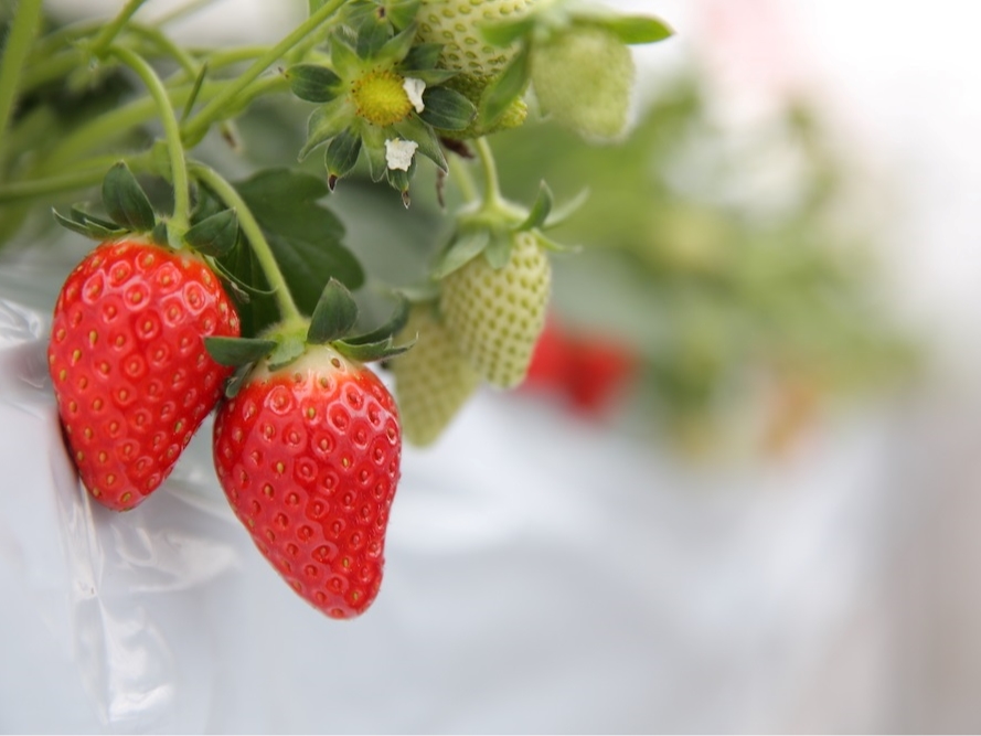 ƂƂ߂͊Â݂Ǝ_̃oXǂAʏ`LxȕiłI