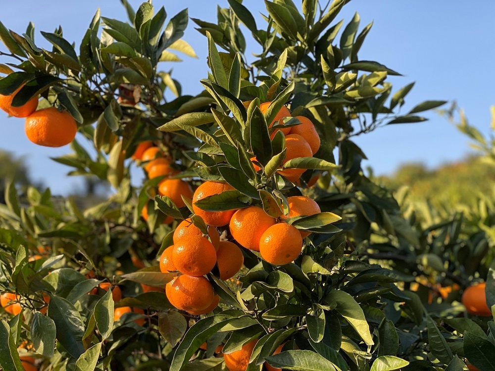 ≪2025開催予定≫≪愛情たっぷり!≫【のむちゃん農園】でみかん食べ