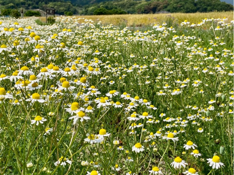 �A���}�ƃn�[�u�̓X�@�ؘ@�̎ʐ^3