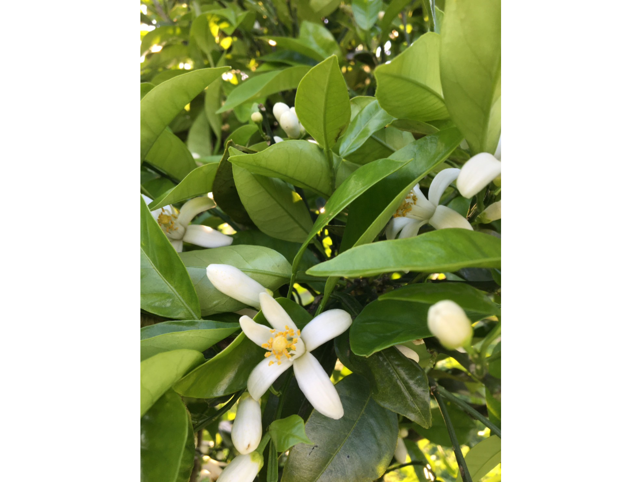 �A���}�ƃn�[�u�̓X�@�ؘ@�̎ʐ^4