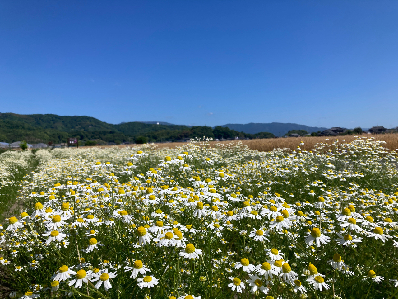 �A���}�ƃn�[�u�̓X�@�ؘ@�̎ʐ^1