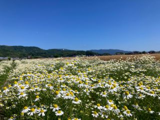 満開のカモミール畑です。
