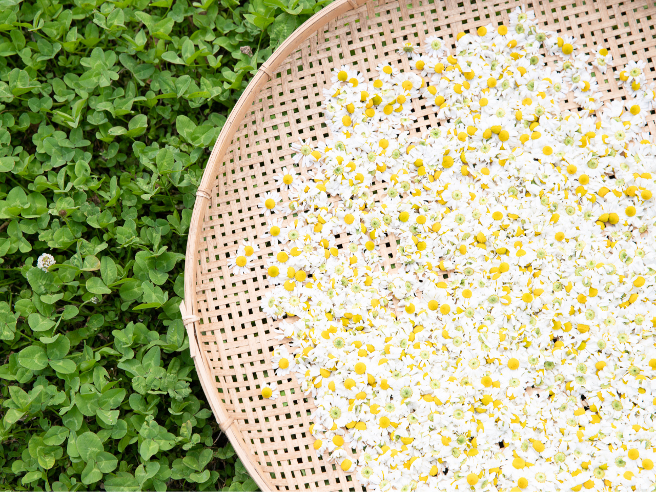 �A���}�ƃn�[�u�̓X�@�ؘ@�̎ʐ^3