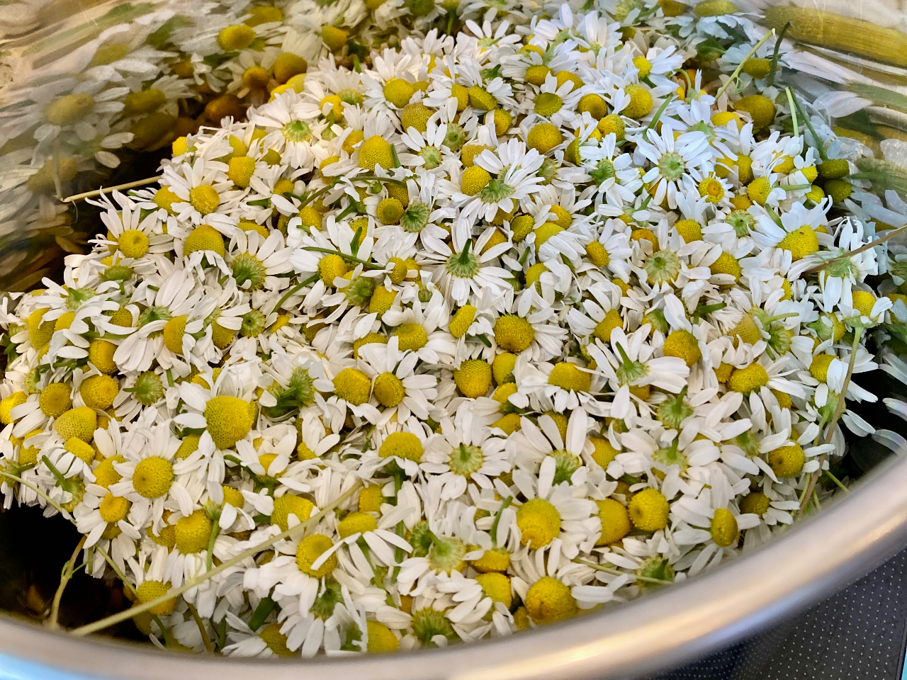 �A���}�ƃn�[�u�̓X�@�ؘ@�̎ʐ^4