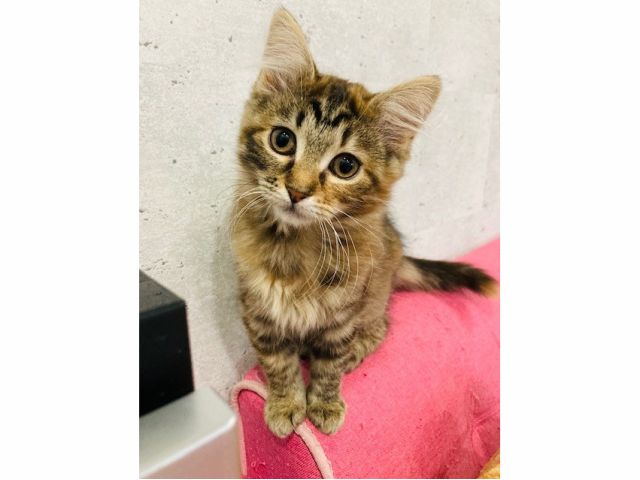 入場料金のみコース サイベリアン メインの珍しい猫カフェ 可愛い猫ちゃんたちがお出迎え フードやドリンクも充実しております プラン料金とは別途 お ひとり様ワンオーダーとなります セラピーカフェpopo じゃらん遊び体験 入場料金のみコース サイベリアン メインの珍しい猫カフェ 可愛い猫ちゃんたちがお出迎え フードやドリンクも充実しております プラン料金とは別途 お ひとり様ワンオーダーとなります セラピーカフェpopo じゃらん遊び体験