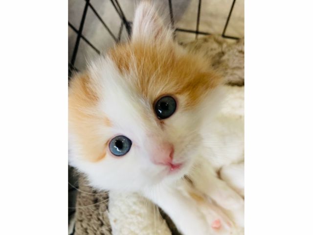 入場料金のみコース サイベリアン メインの珍しい猫カフェ 可愛い猫ちゃんたちがお出迎え フードやドリンクも充実しております プラン料金とは別途 お ひとり様ワンオーダーとなります セラピーカフェpopo じゃらん遊び体験 入場料金のみコース サイベリアン メインの珍しい猫カフェ 可愛い猫ちゃんたちがお出迎え フードやドリンクも充実しております プラン料金とは別途 お ひとり様ワンオーダーとなります セラピーカフェpopo じゃらん遊び体験