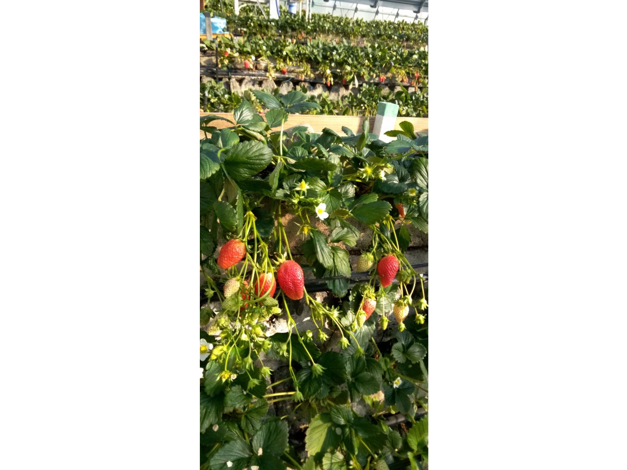 【静岡/久能】【3/1~4/30】いちご狩り30分☆章姫!うれしい練乳付き☆《フ...