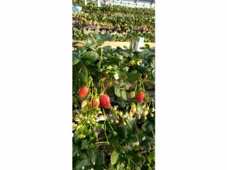 石垣いちご章姫をぜひご堪能ください♪