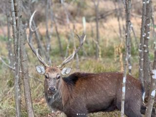 近隣の林で罠猟で捕獲された新鮮な鹿。大切な命、美味しくいただこう。
