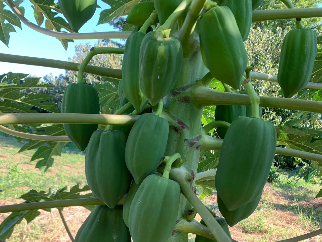 青パパイヤが見事に実っています♪