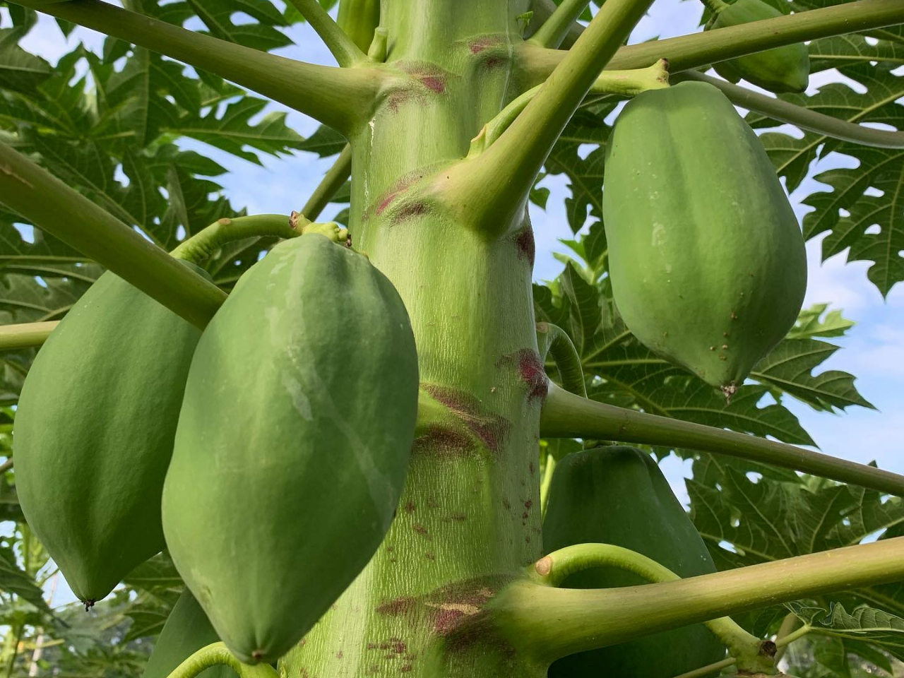 青パパイヤ 9月の様子