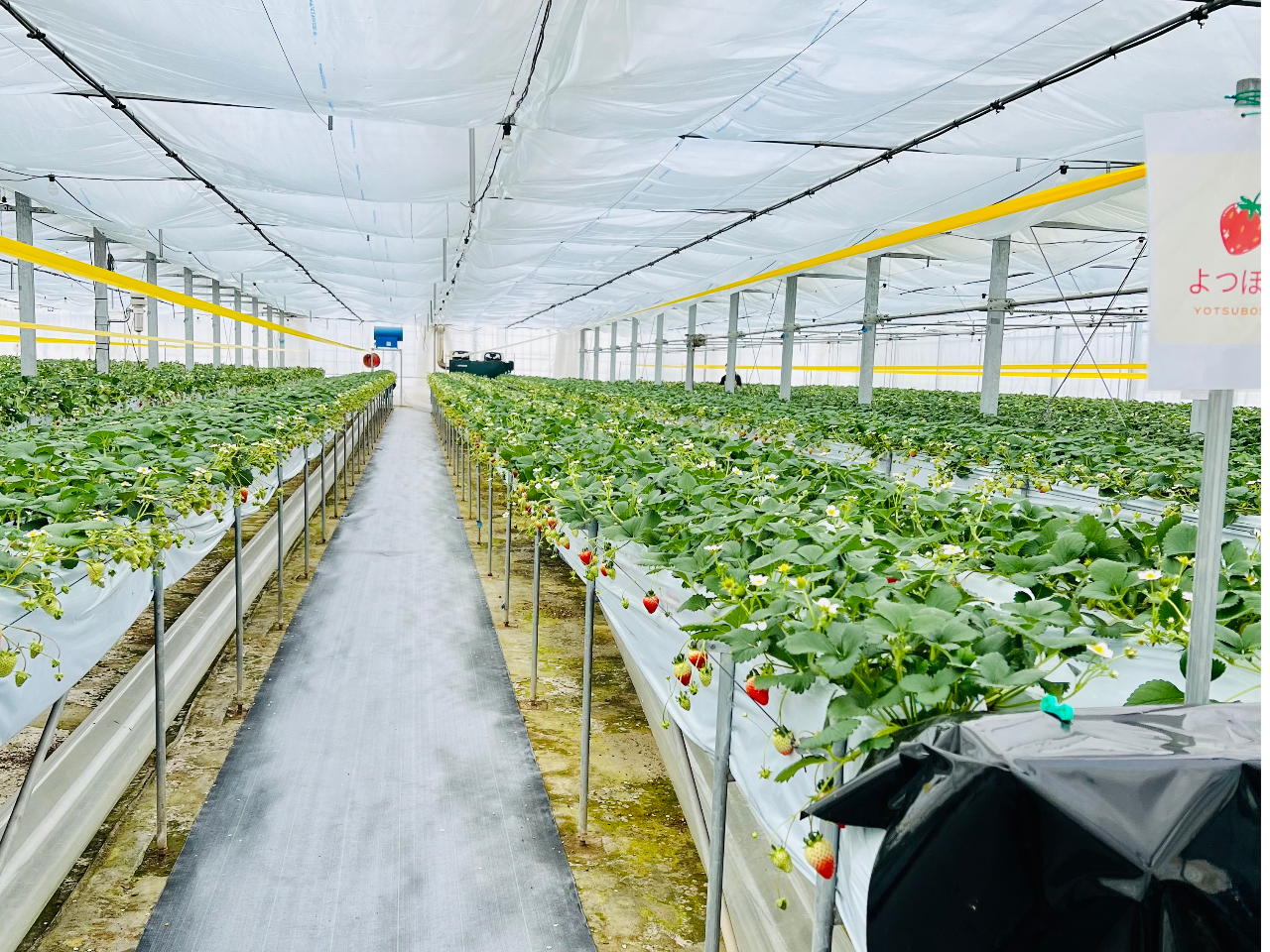 �������얓�ł���������