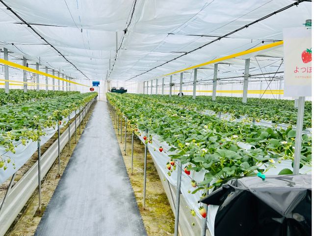 福島県川俣でいちご狩り♪